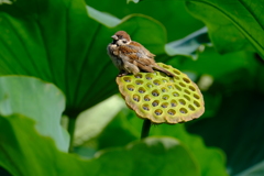 On The Lotus