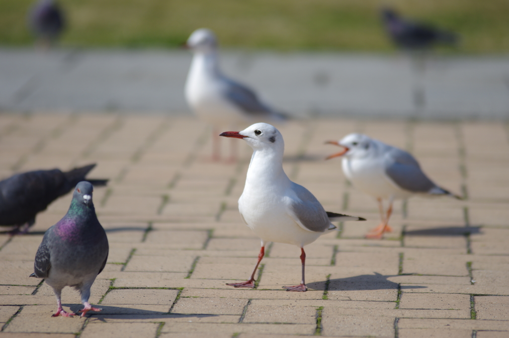 鳩と一緒に