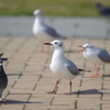 鳩と一緒に