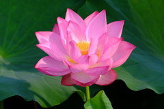 Morning Lotus