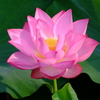 Morning Lotus