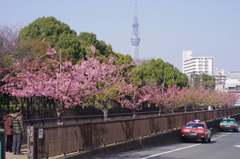 スカイツリーと河津桜