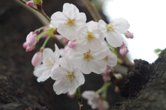 桜咲く週末