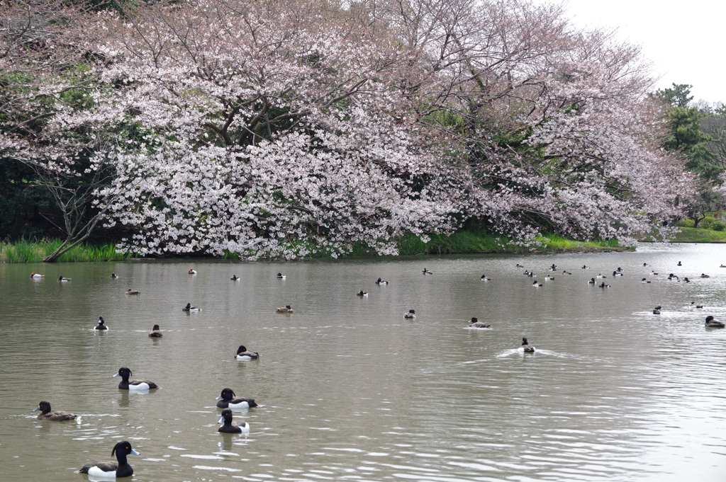 三渓園の桜（２）