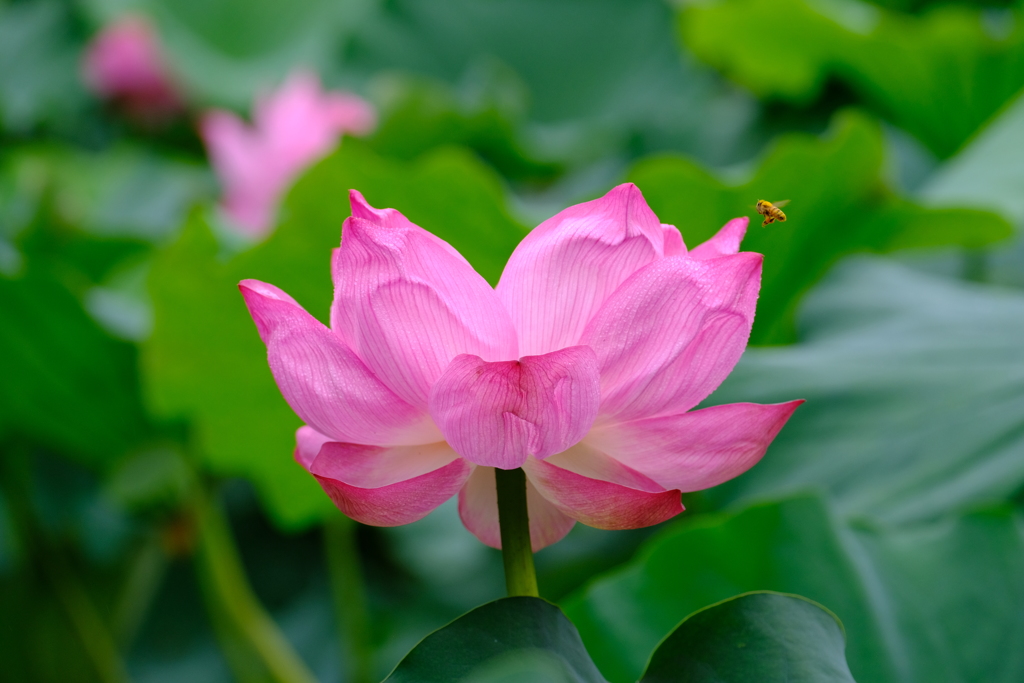 花の中へ