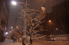 20年ぶりの大雪