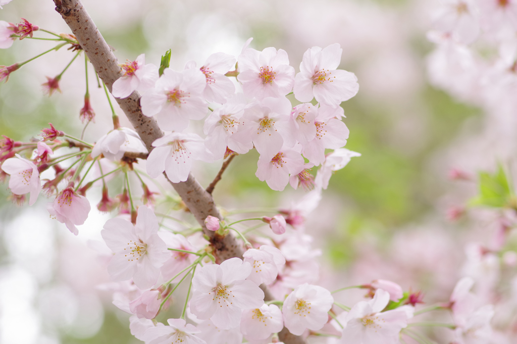 赤坂桜