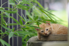 物憂げ