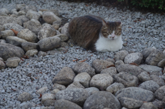 無の境地