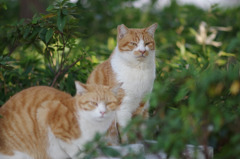 紅葉山公園のにゃんこ
