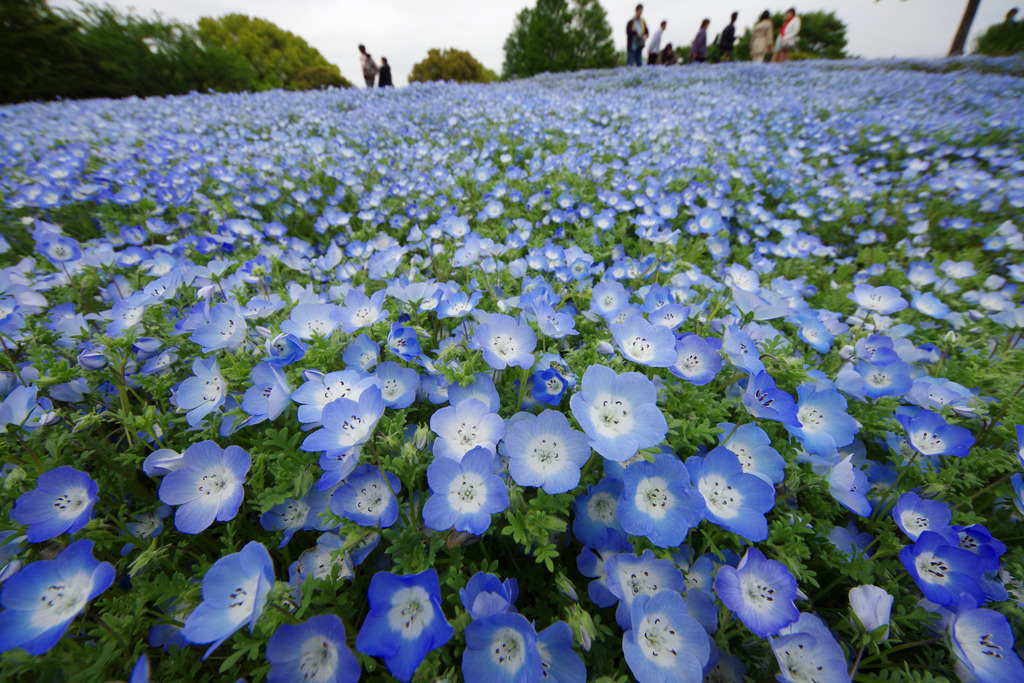 青花の海