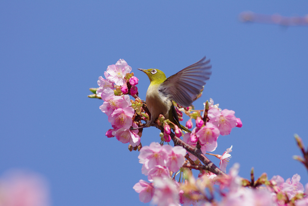 春の舞