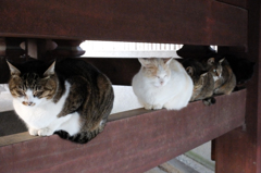 眠り猫's