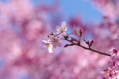 豆桜