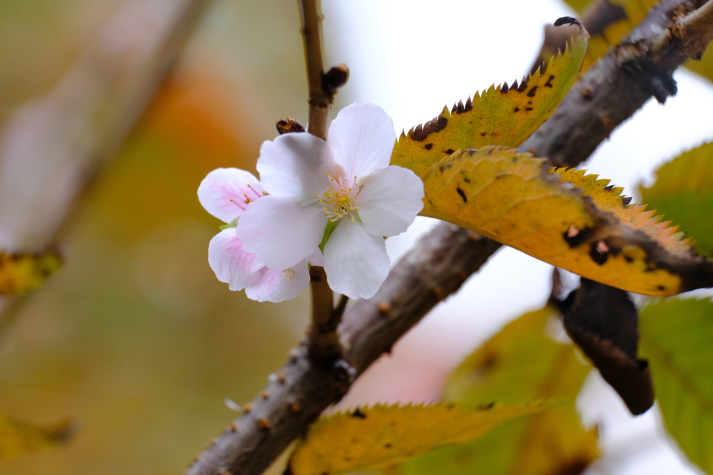 桜と紅葉