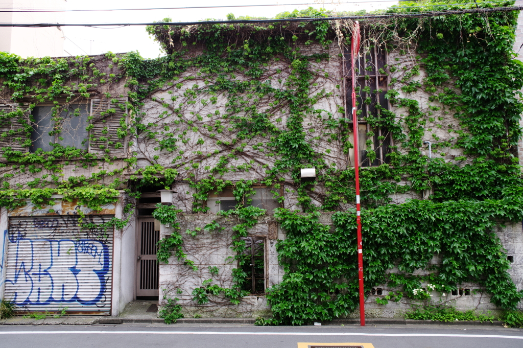 Ivy