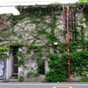 Ivy