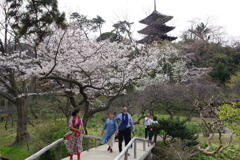 三渓園の桜（３）