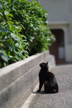 紫陽花はまだかいな