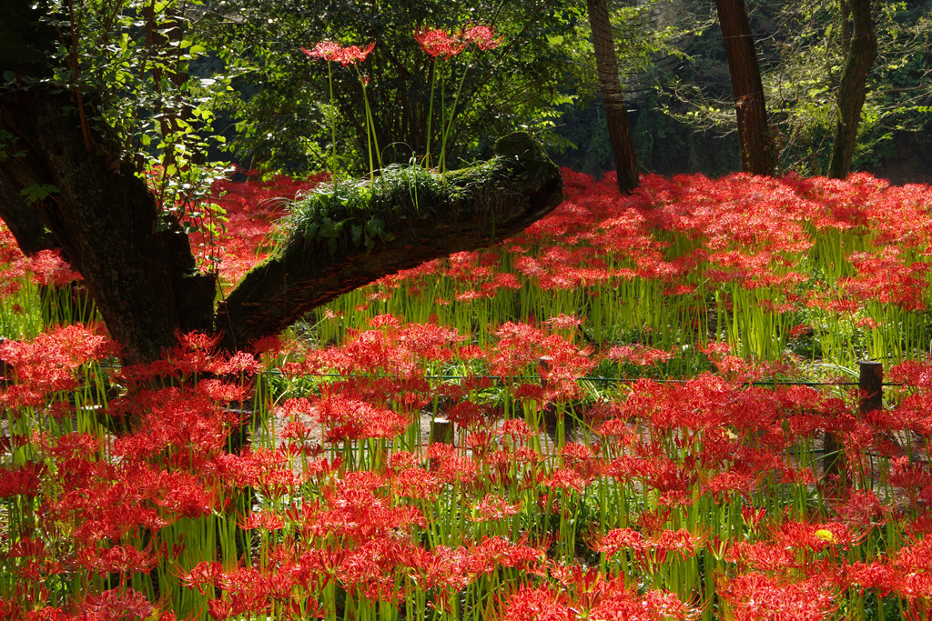 巾着田の曼珠沙華（２）.