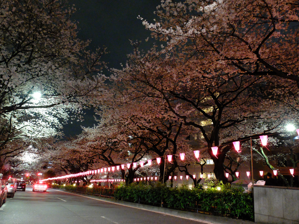 文京さくらまつり（夜）