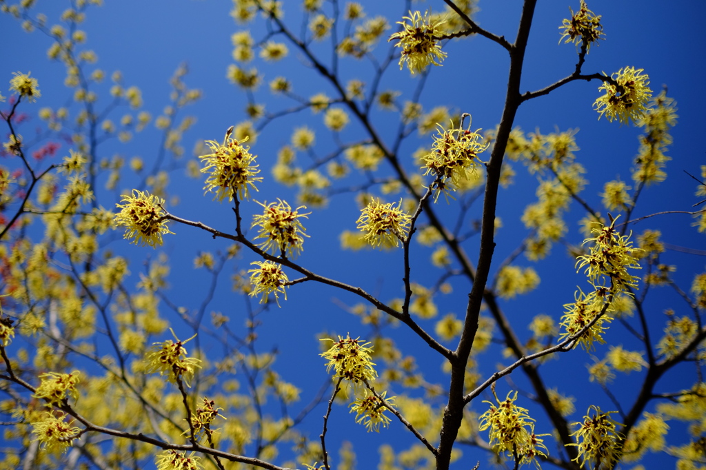 モリス・パリダ