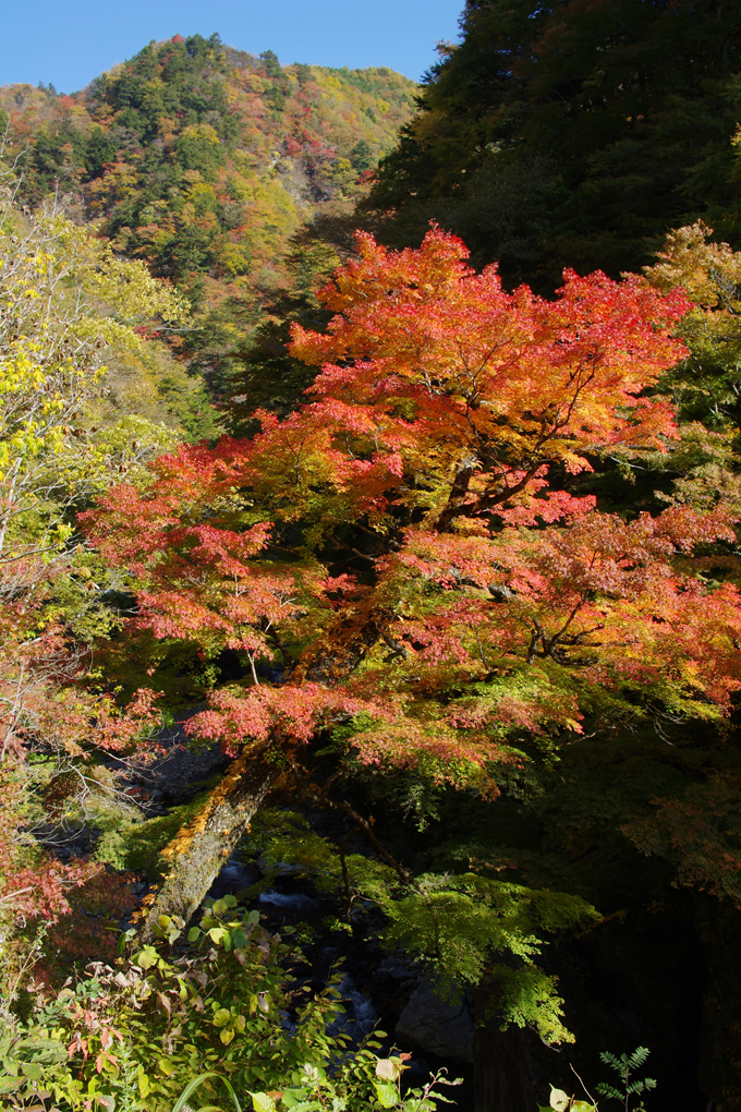 中津峡の紅葉