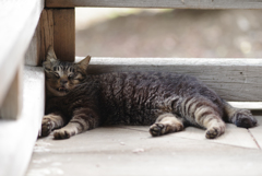 猛暑日