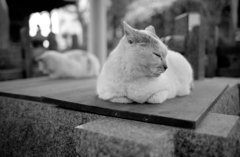 手水猫