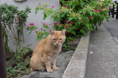 ねこと白粉花