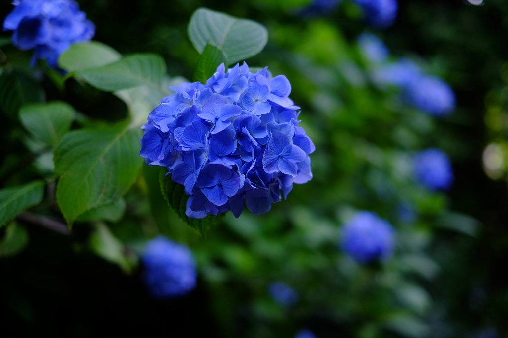DEEP BLUE