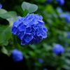DEEP BLUE