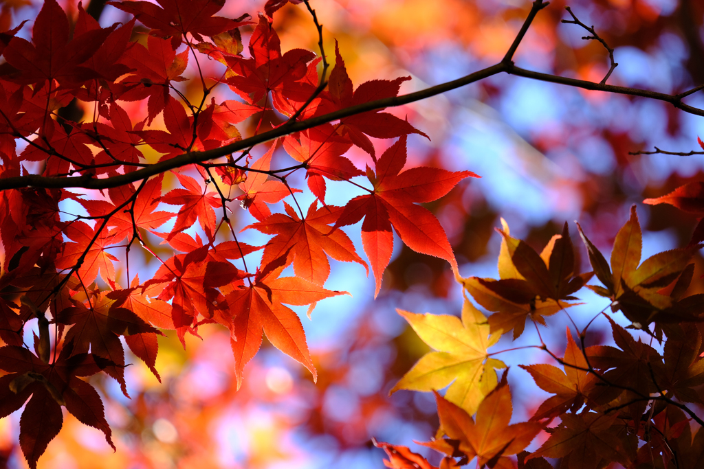 織姫公園の紅葉（３）