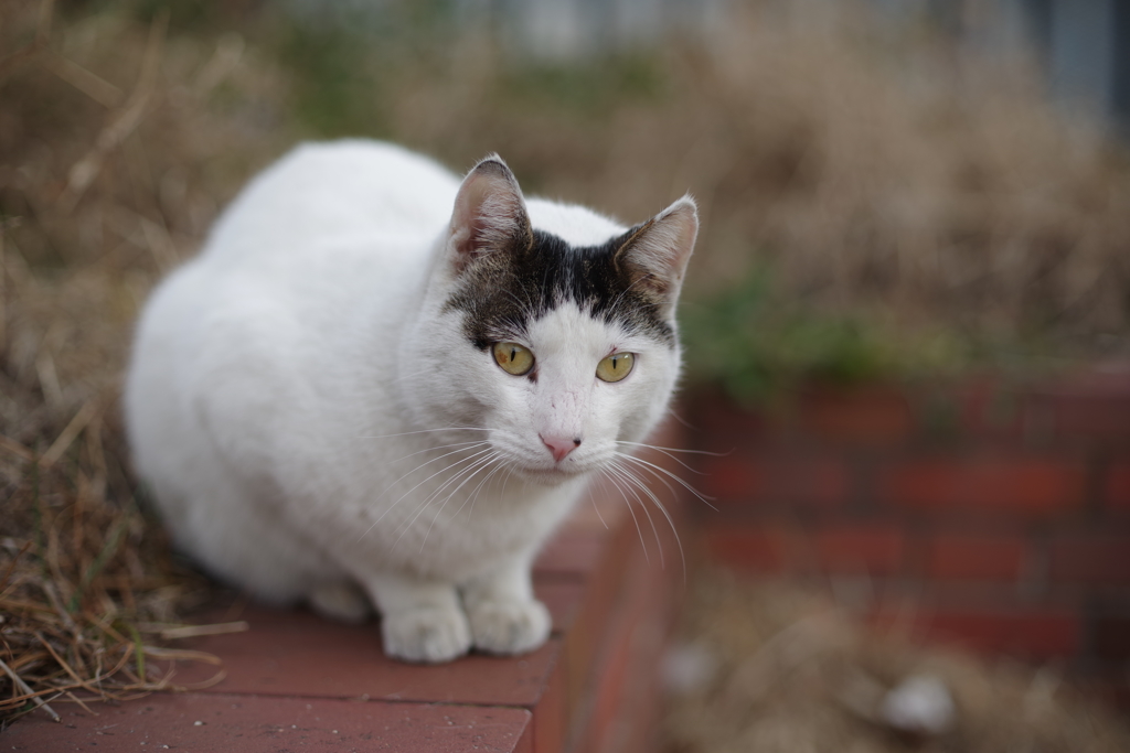島ねこ