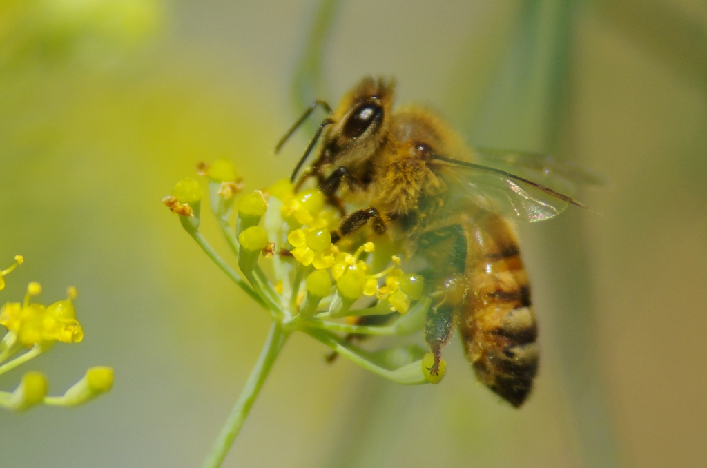 Fennel & Bee