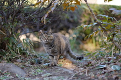 まるっと(=^エ^=)