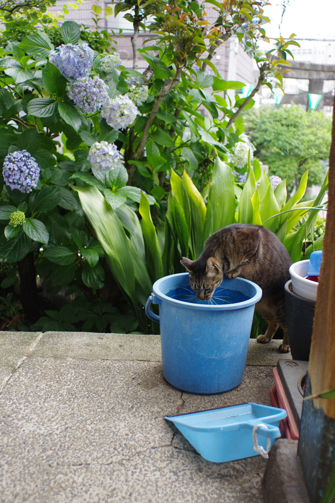 あじさいと猫