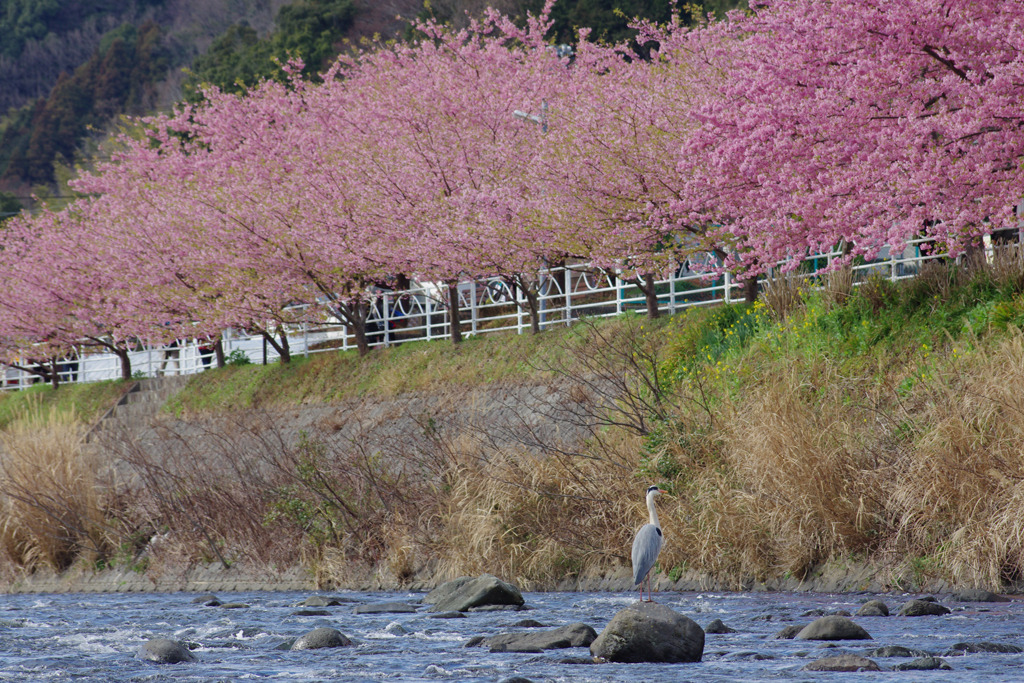 河津川のほとりで