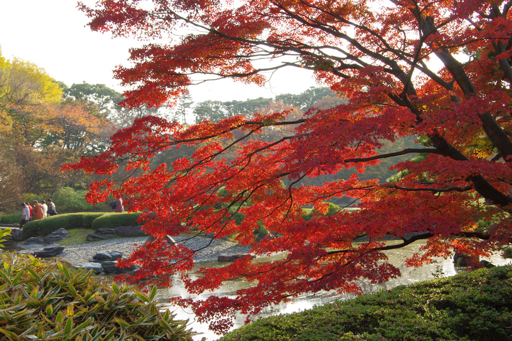 東御苑の紅葉