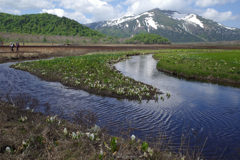 水芭蕉と至仏山