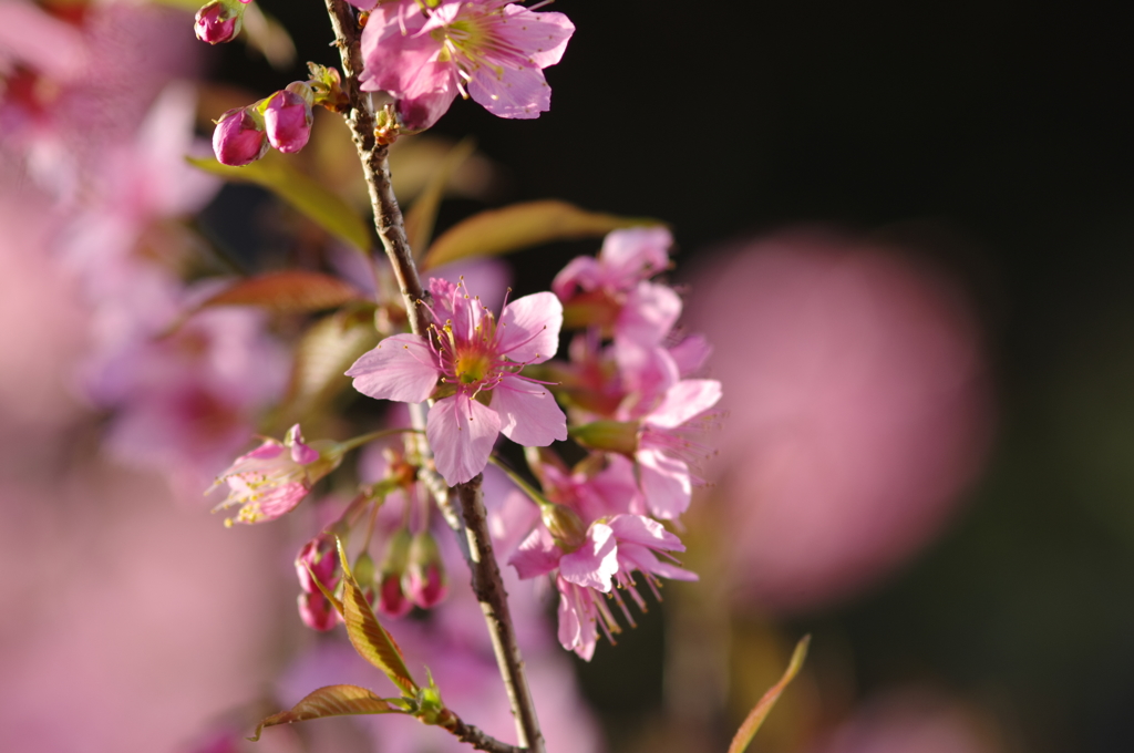 Himalayan Cherry