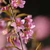 Himalayan Cherry