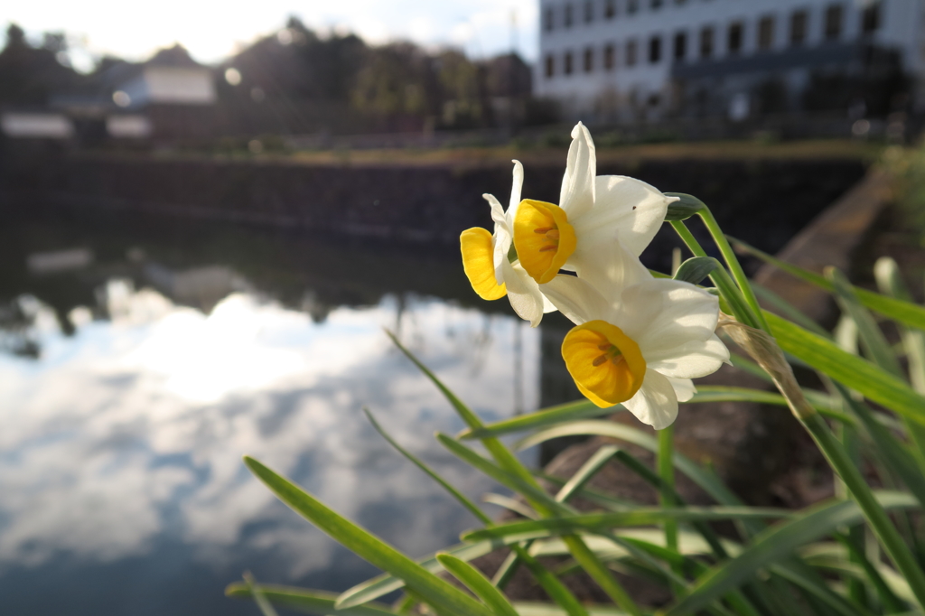 お濠と水仙