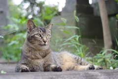 夏が終わる