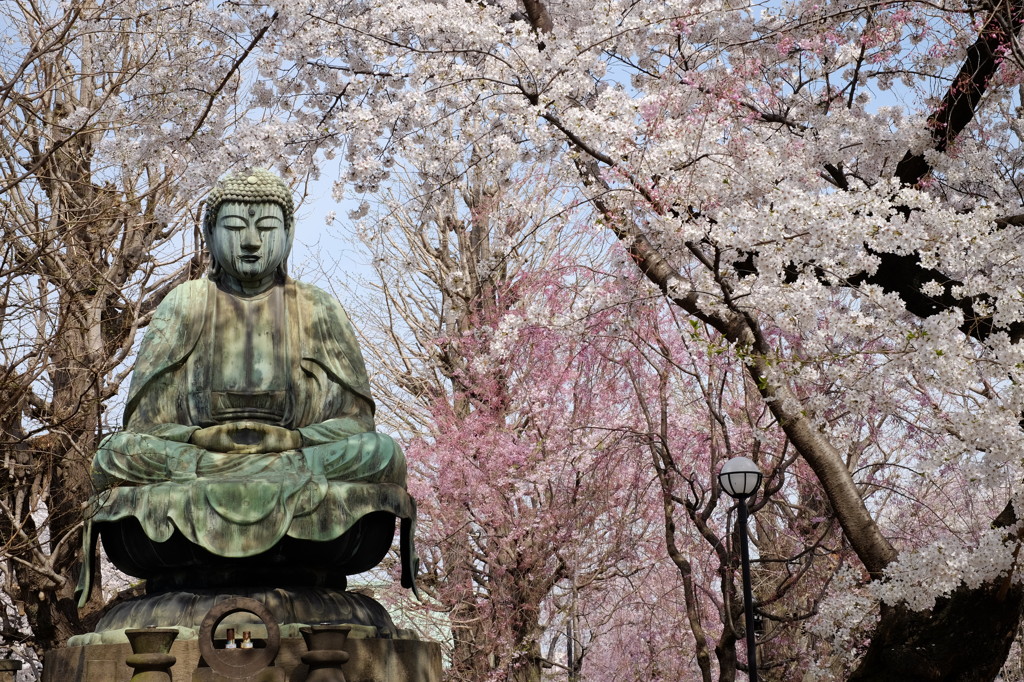 桜大仏