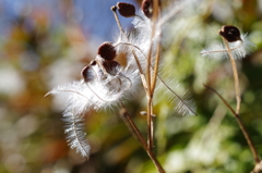 Fluffy