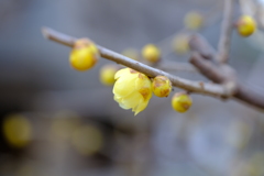 Yellow Bloom