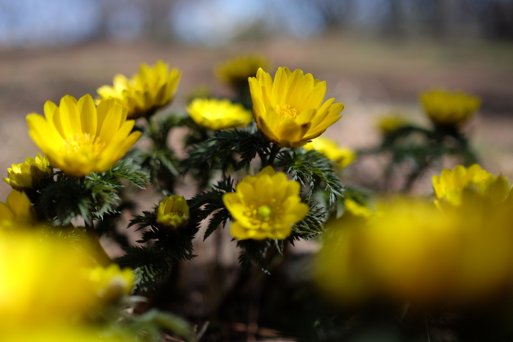 Spring Ephemeral