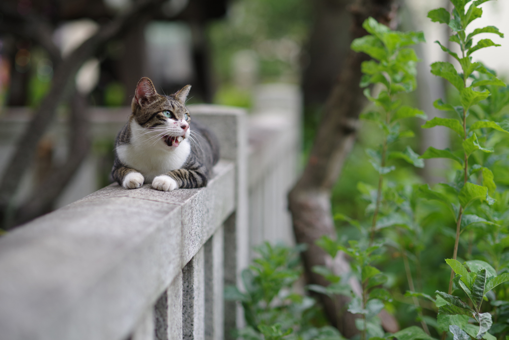 あ～ん
