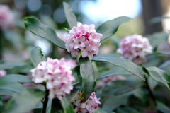 沈丁花